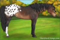 Horse Color:Brown Appaloosa 