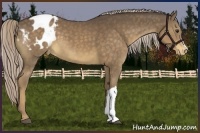 Horse Color:Chocolate Palomino Varnish 