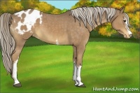 Horse Color:White Spotted Chocolate Palomino Appaloosa 