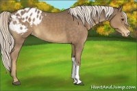 Horse Color:Chocolate Palomino Appaloosa 