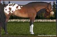 Horse Color:Brown Appaloosa Rabicano 