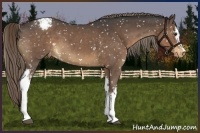 Horse Color:White Spotted Liver Red Roan Appaloosa