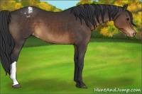 Horse Color:Brown Appaloosa 