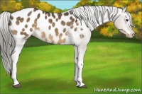 Horse Color:White Spotted Chocolate Palomino Blanket 