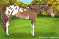 Horse Color:White Spotted Liver Chestnut Appaloosa 