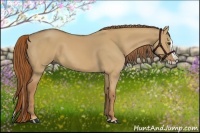 Horse Color:Red Dun Splash 