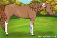 Horse Color:Chestnut Tobiano