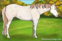Horse Color:Buckskin Roan Pearl and Buckskin Roan Pearl Splash