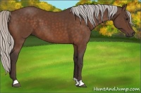 Horse Color:Silver Bay 