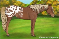 Horse Color:Chestnut Appaloosa