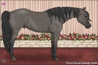 Horse Color:Grullo 