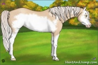 Horse Color:Silver Classic Champagne Dun Splash Frame 