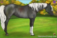 Horse Color:Liver Chestnut Rabicano 