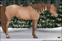 Horse Color:Bay Pearl Sabino