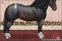 Horse Color:Brown Appaloosa 