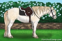 Horse Color:Buckskin Roan Pearl and Buckskin Roan Pearl Splash