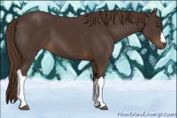 Horse Color:Liver Chestnut