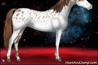 Horse Color:White Spotted Chestnut Appaloosa 