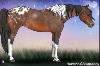 Horse Color:Bay Tobiano Appaloosa 