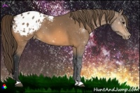 Horse Color:Buckskin Appaloosa