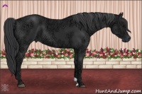 Horse Color:Black Ice 