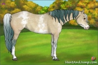 Horse Color:Watercolor White Spotted Brown Dun 