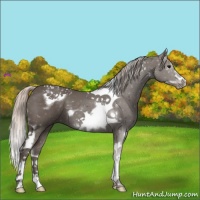Horse Color:Silver Black Tobiano Frame 