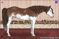 Horse Color:White Spotted Liver Chestnut Splash