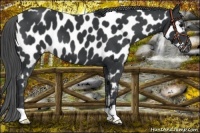 Horse Color:Black Near Leopard 