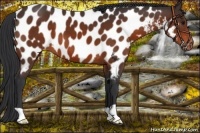 Horse Color:Brown Near Leopard 