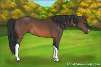 Horse Color:Brown 