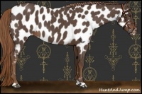 Horse Color:Liver Red Roan Appaloosa
