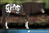 Horse Color:Liver Chestnut Appaloosa