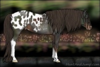 Horse Color:Liver Chestnut Appaloosa 