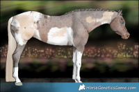 Horse Color:Chocolate Palomino Roan Pearl Splash  and Liver Chestnut Tobiano Appaloosa 