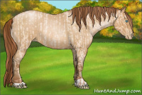 Horse Color:Buckskin Roan Pearl and Gray Buckskin Roan Pearl