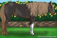 Horse Color:Liver Chestnut 