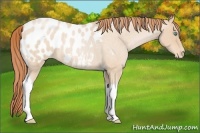Horse Color:Buckskin Roan Pearl Tobiano Blanket 