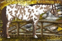Horse Color:Classic Champagne Appaloosa 