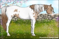 Horse Color:Liver Chestnut Pearl Tobiano Frame Appaloosa