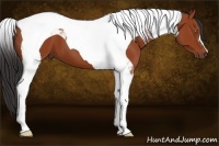 Horse Color:Bay Tobiano 