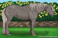 Horse Color:Silver Black Ice 