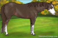 Horse Color:Liver Chestnut Sabino Splash 