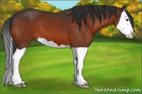 Horse Color:Bay Splash 