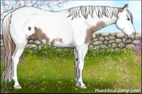 Horse Color:Chestnut Splash Tobiano Appaloosa 