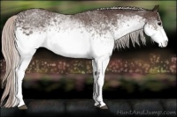 Horse Color:White Spotted Silver Brown