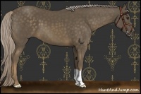 Horse Color:Chocolate Palomino 