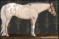 Horse Color:Silver Classic Champagne Roan Appaloosa 