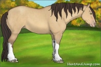 Horse Color:Amber Champagne Dun