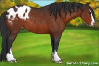 Horse Color:Brown Sabino Appaloosa Rabicano 